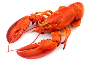 lobster[1]